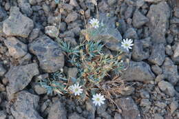 Image of Stellaria fischeriana Ser.