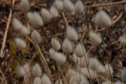 Image of harestail grass