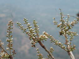 Plancia ëd Boswellia serrata Roxb. ex Colebr.