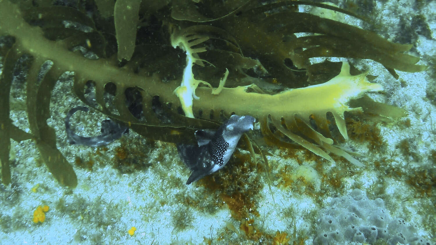 Image of Necklace Carpetshark