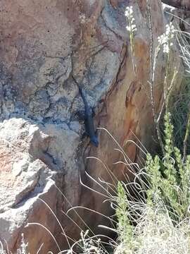 Image of Black girdled lizard