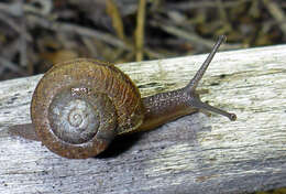 Image of <i>Helminthoglypta morroensis</i> (Hemphill 1911)