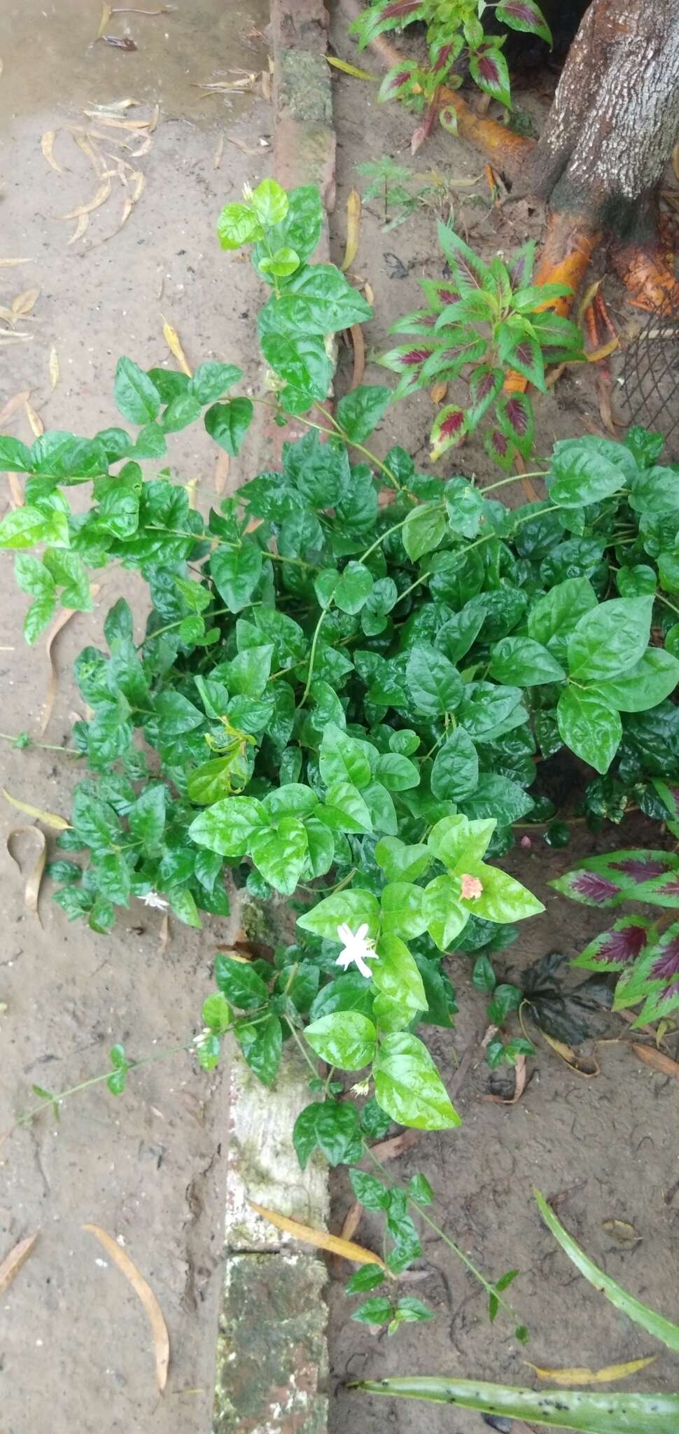 Image of Arabian jasmine