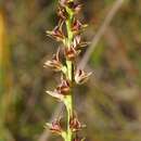 Image of Heathland leek orchid