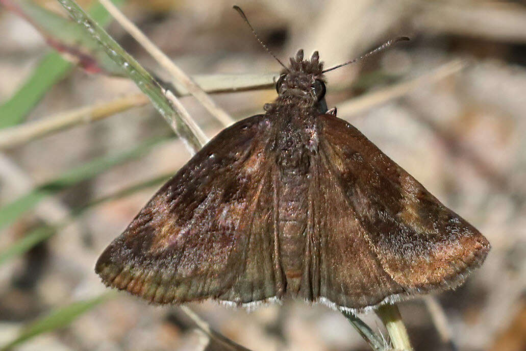 Image of Gesta invisus (Butler & H. Druce 1872)