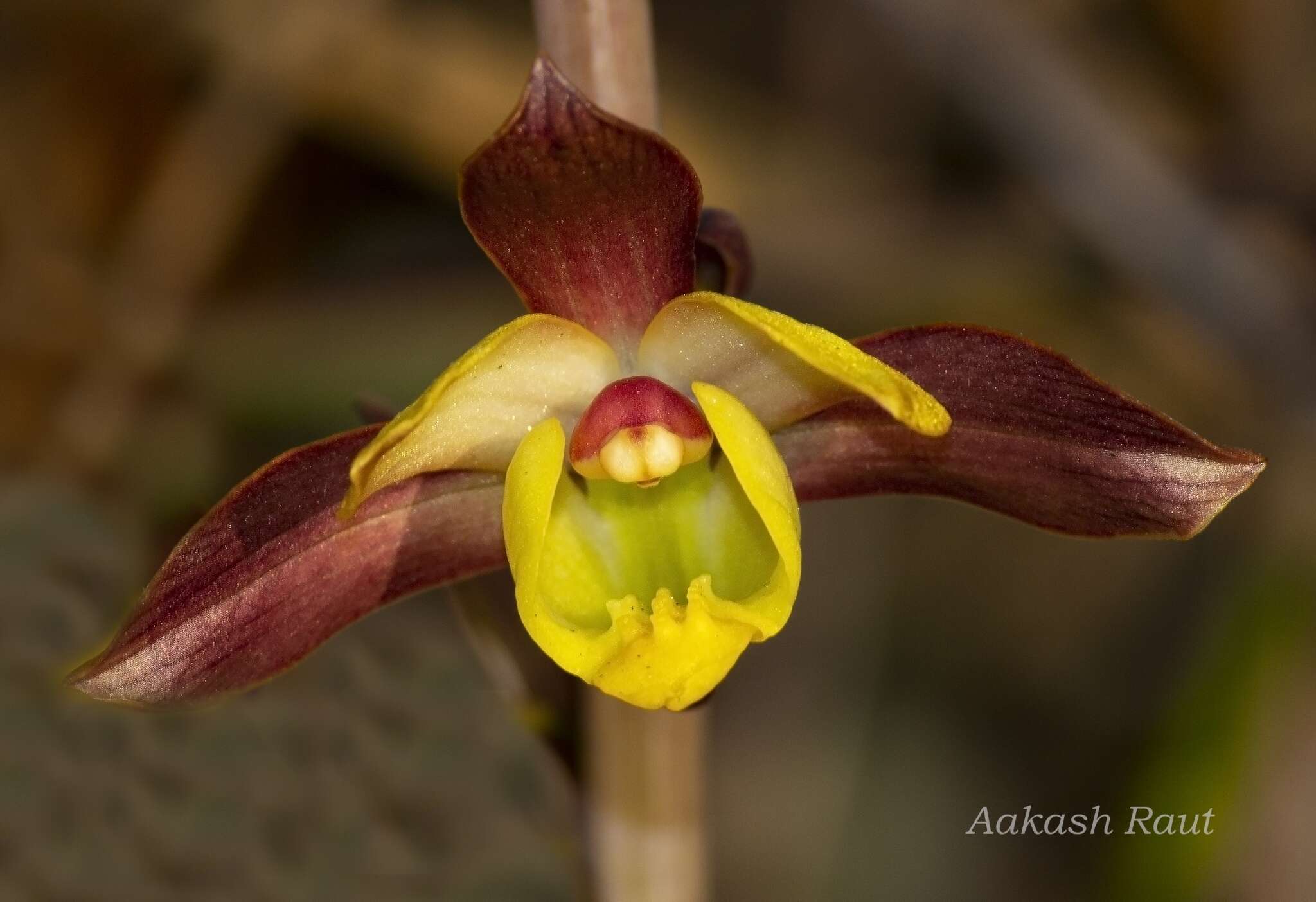 Sivun Eulophia pratensis Lindl. kuva