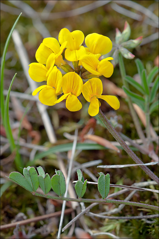 Hippocrepis comosa (rights holder: Amadej Trnkoczy)