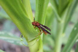 Image of Polistes mexicanus Bequard 1940