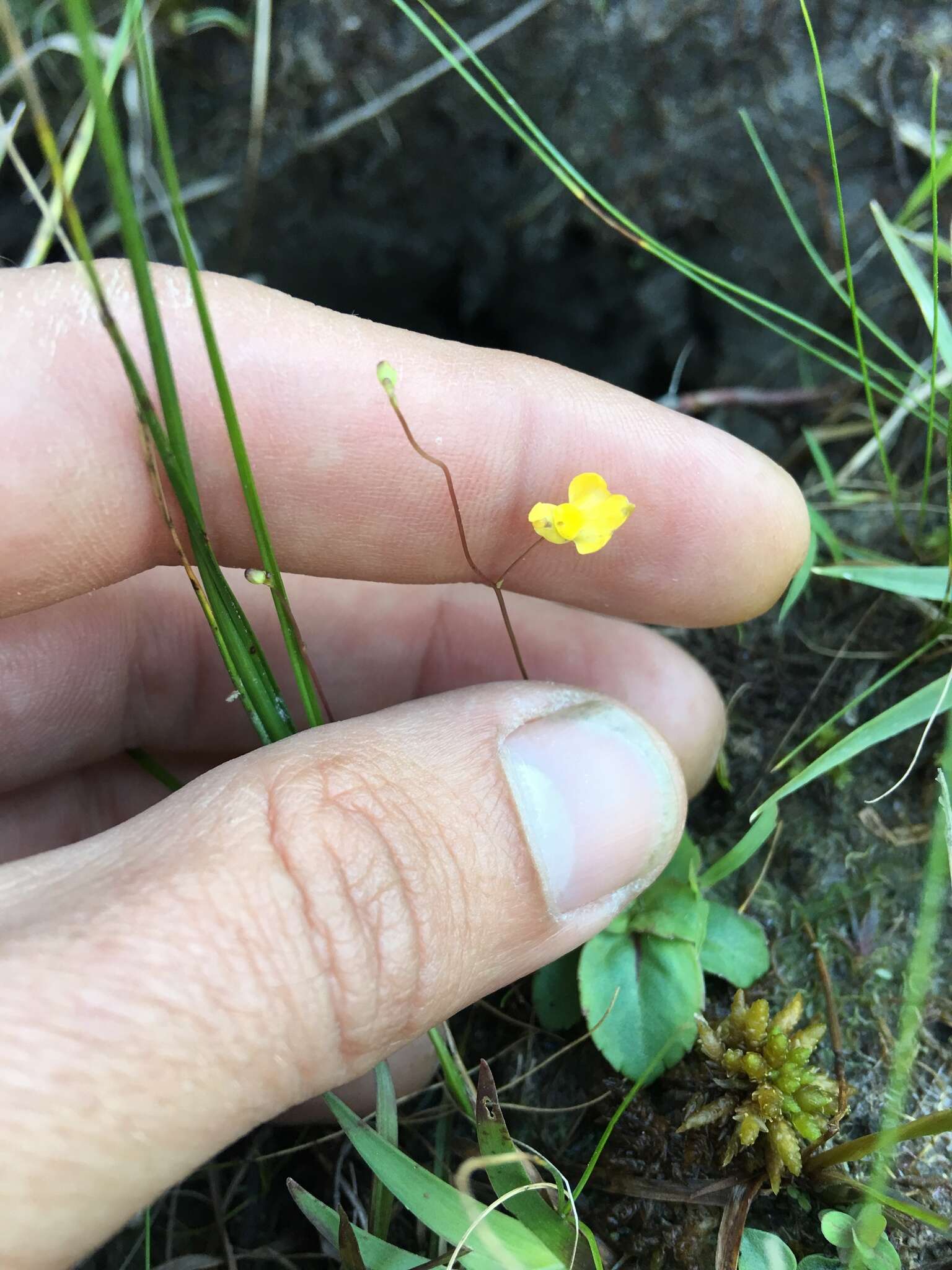 Image of Zigzag bladderwort