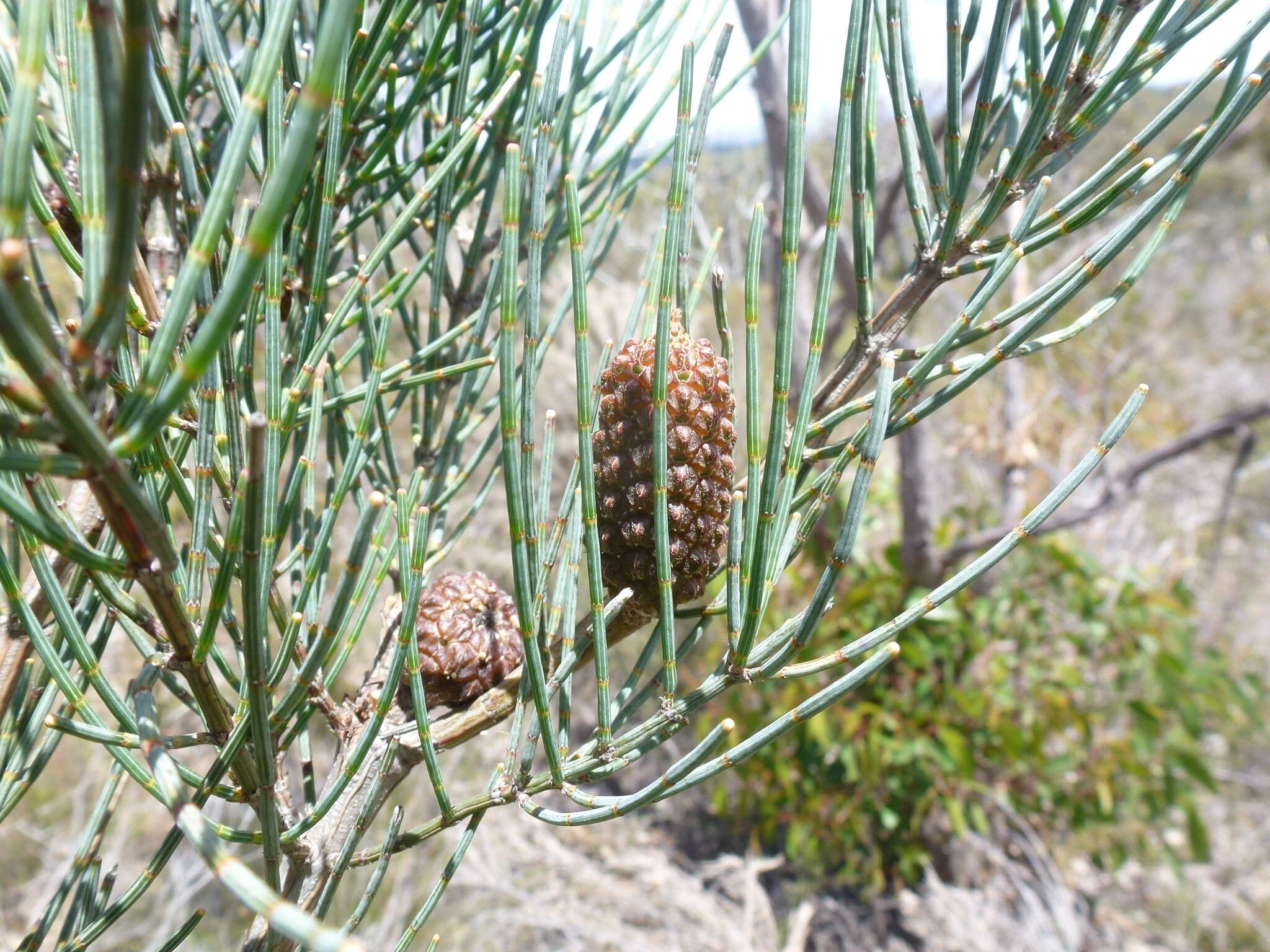 Imagem de Allocasuarina striata (Macklin) L. A. S. Johnson