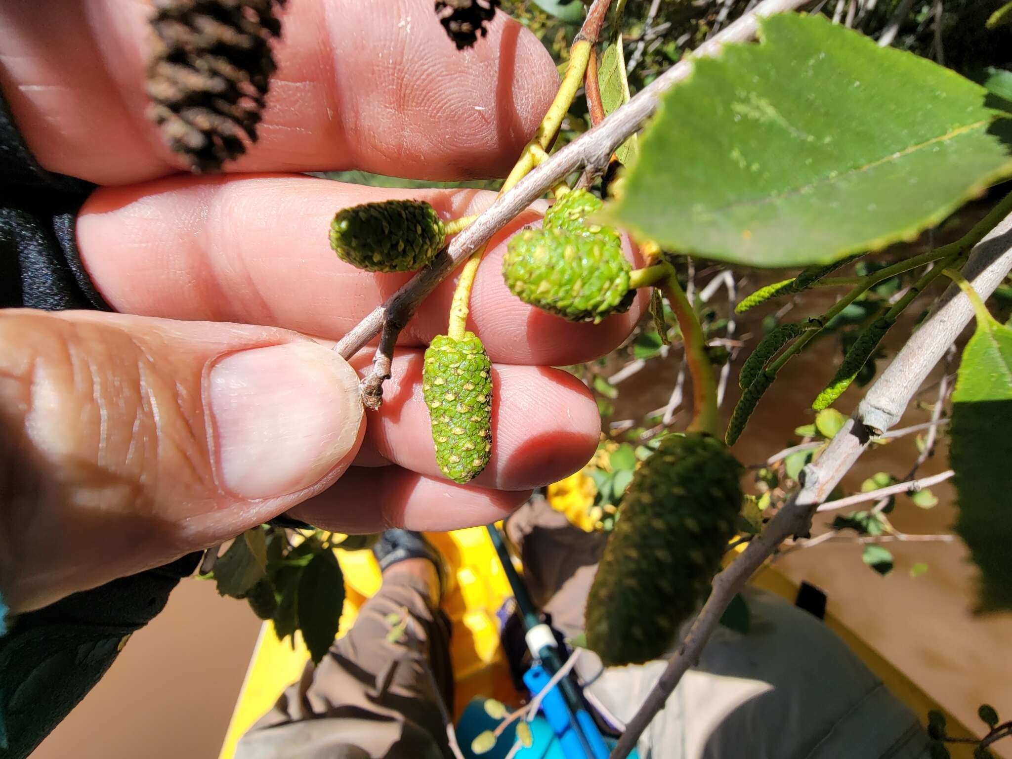 Image de Alnus oblongifolia Torr.