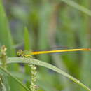 Image of Ceriagrion indochinense Asahina 1967