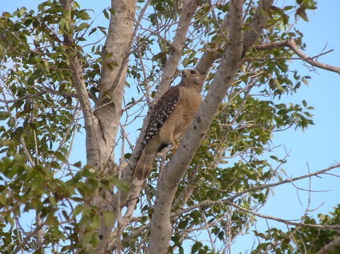 Image of <i>Buteo lineatus extimus</i> Bangs 1920