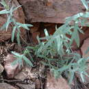 Слика од Eurybia glauca var. pulchra (S. F. Blake) Brouillet