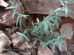 Слика од Eurybia glauca var. pulchra (S. F. Blake) Brouillet