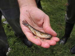 صورة Hoplias argentinensis