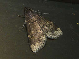 Image of Idia lubricalis Geyer 1832