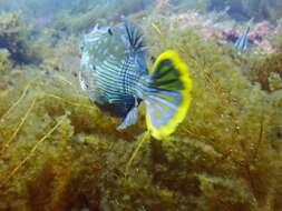 Image of Shaw&#39;s cowfish