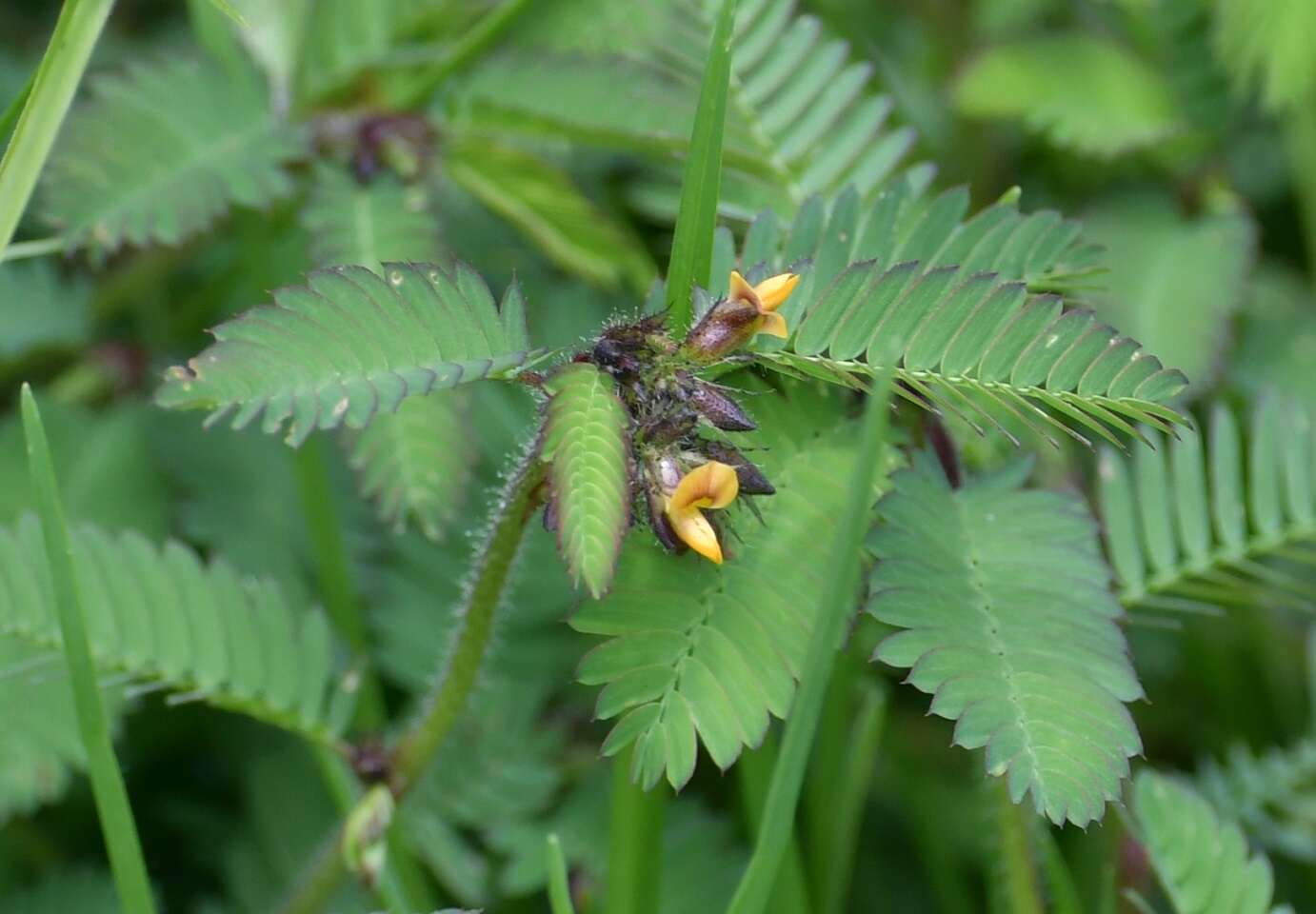 Image of hairy jointvetch