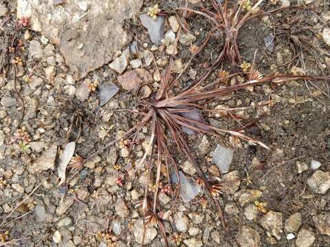 Image of Granite Flat Sedge