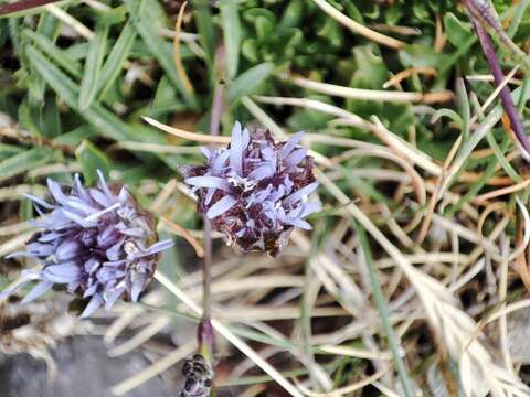 Image de Jasione crispa (Pourr.) Samp.