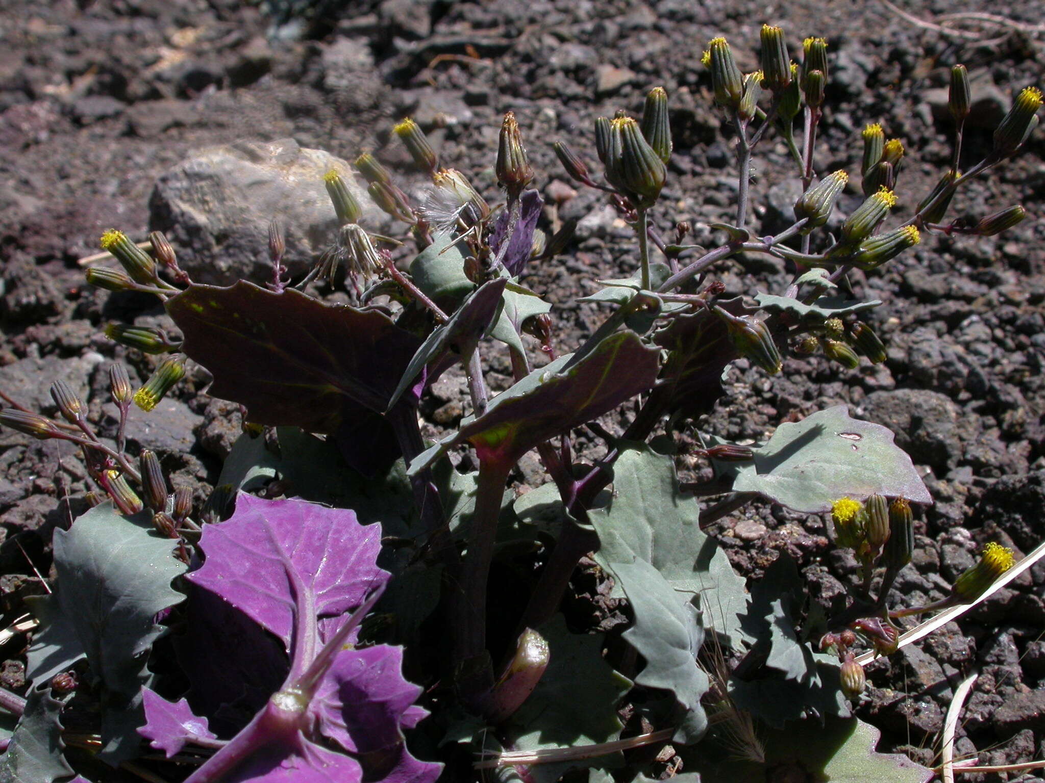 Image of Senecio flavus (Decne) Sch. Bip.