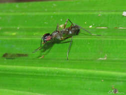 Cardiacephala guttata (Walker 1853) resmi