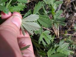 Image of palmleaf cinquefoil