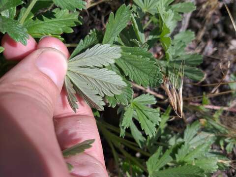 Potentilla collina Wibel resmi