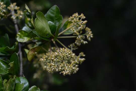 Pisonia donnellsmithii Heimerl ex Standl. resmi