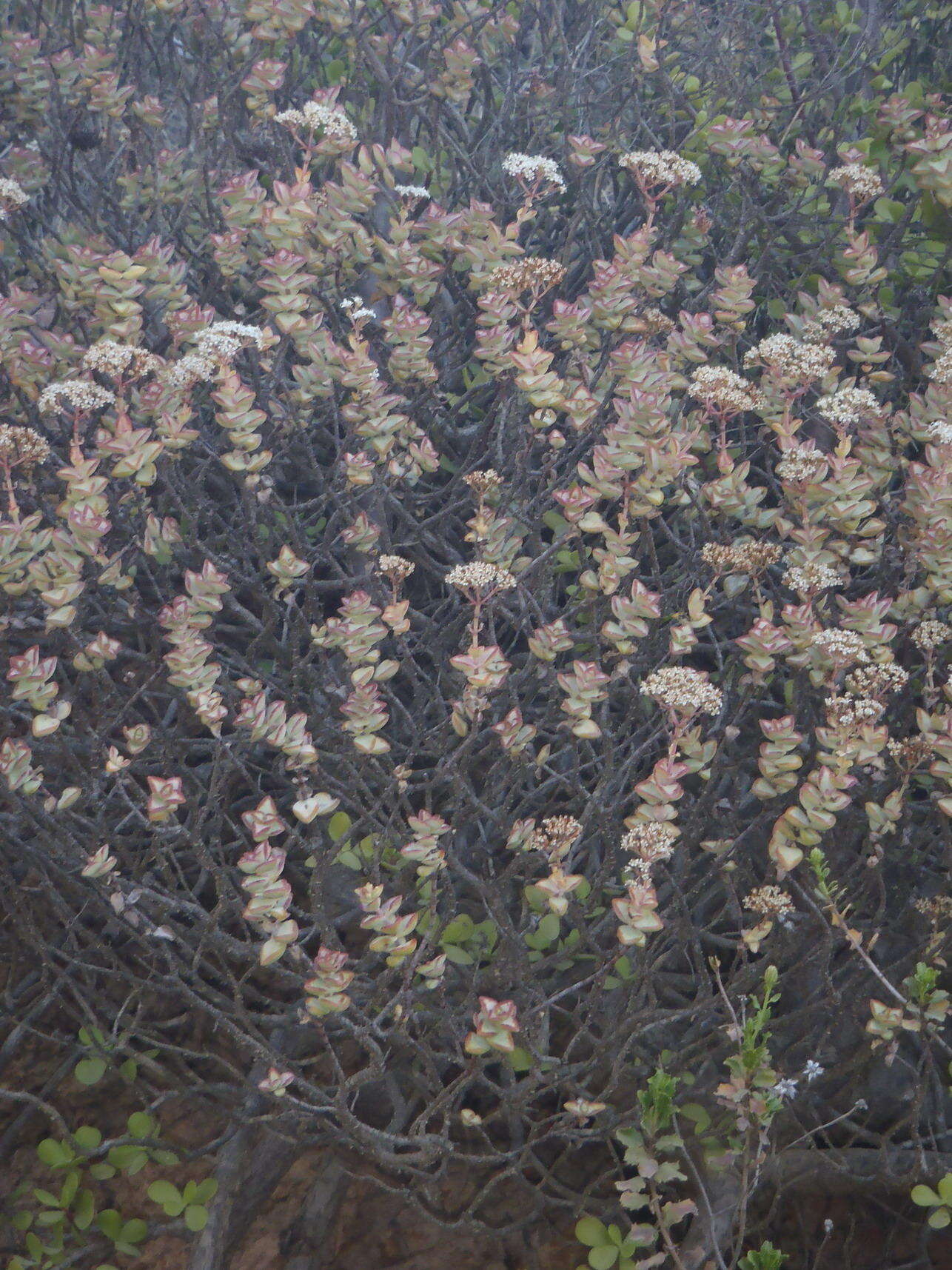 Image of Crassula rupestris subsp. rupestris