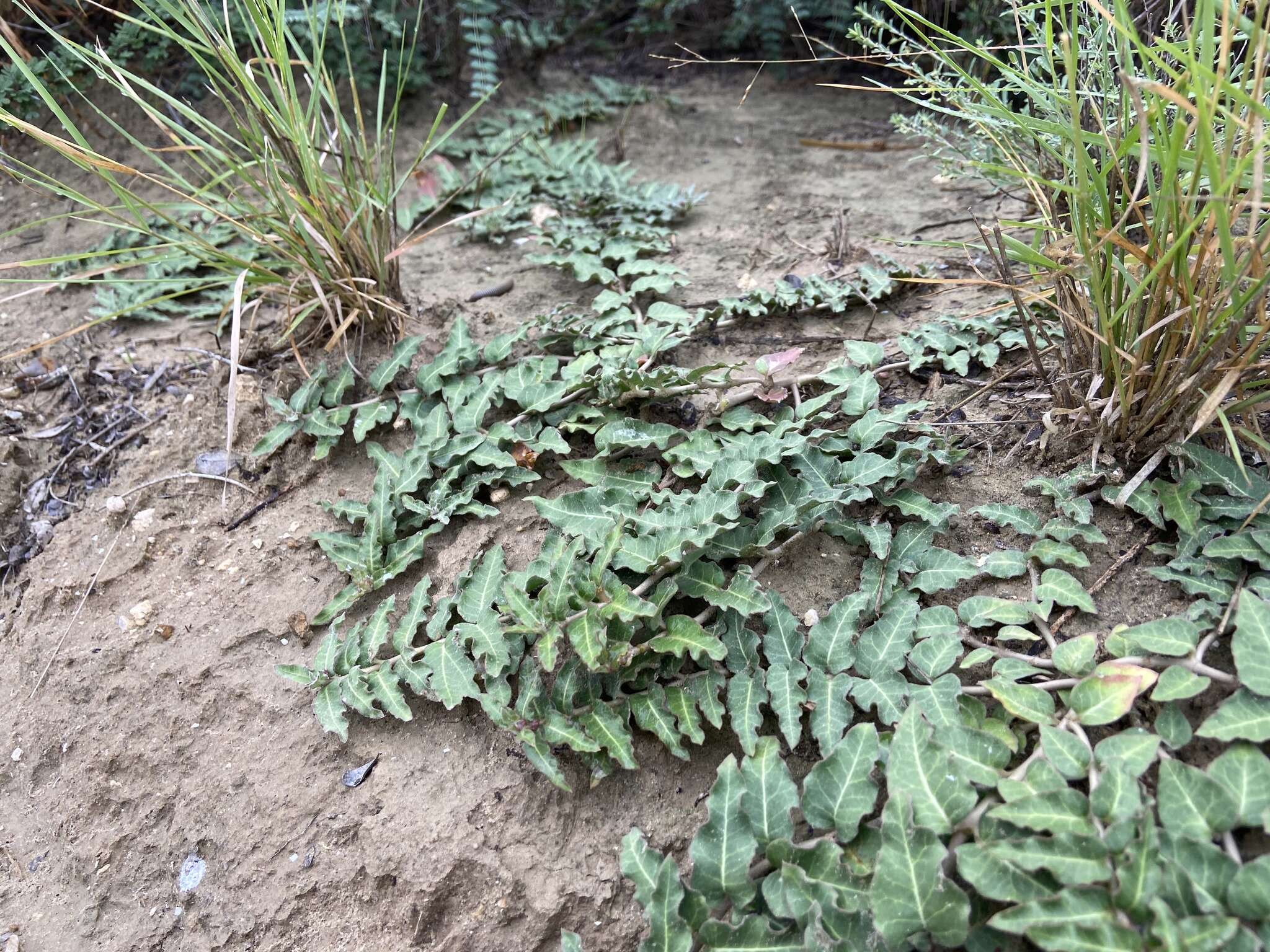 صورة Asclepias prostrata W. H. Blackw.