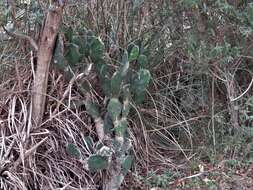 Opuntia rioplatense的圖片