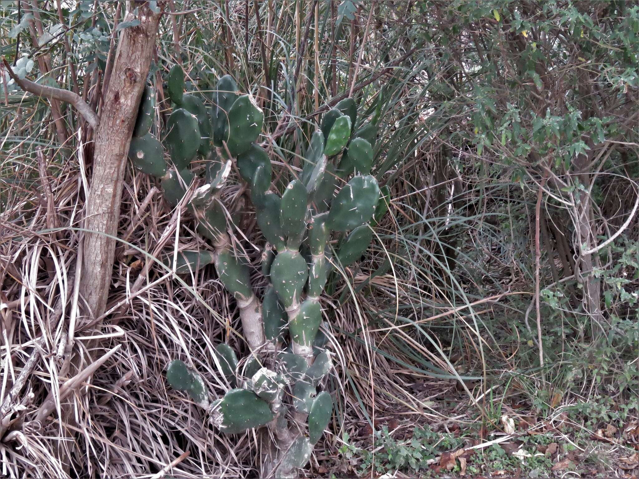 Opuntia rioplatense的圖片