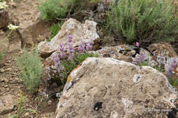 Image of Stachys lavandulifolia Vahl