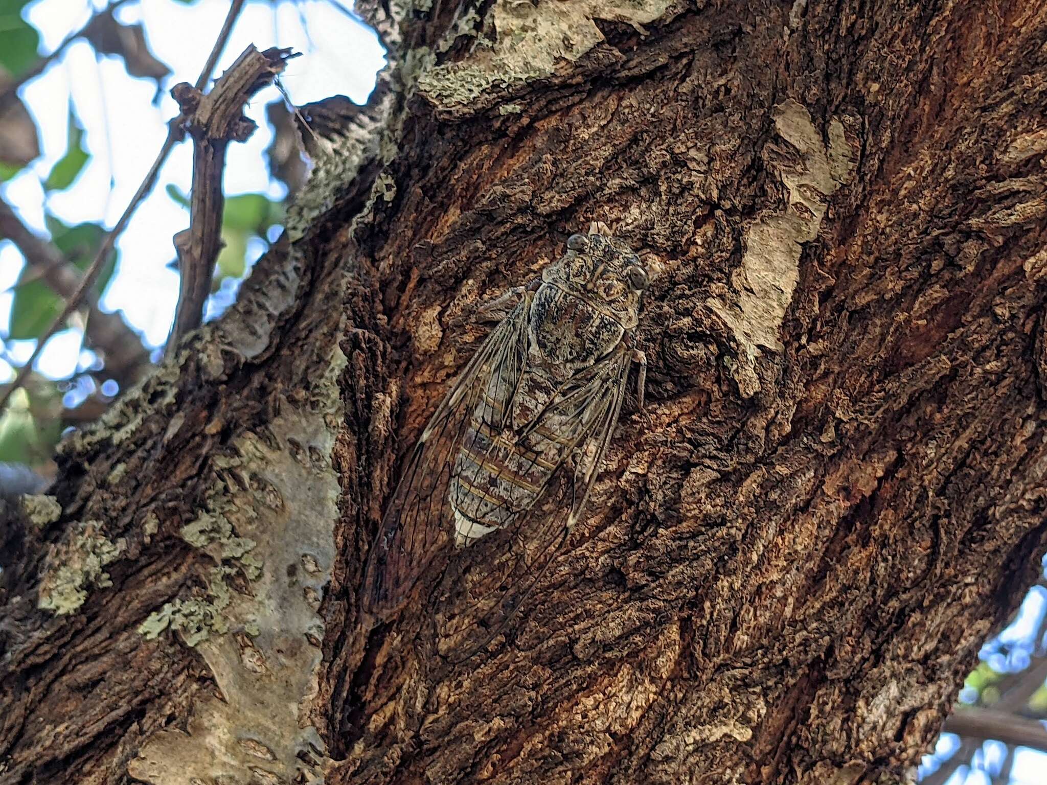 Image of Cicada cretensis Quartau & Simoes 2005