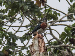 Image of Amazon Kingfisher