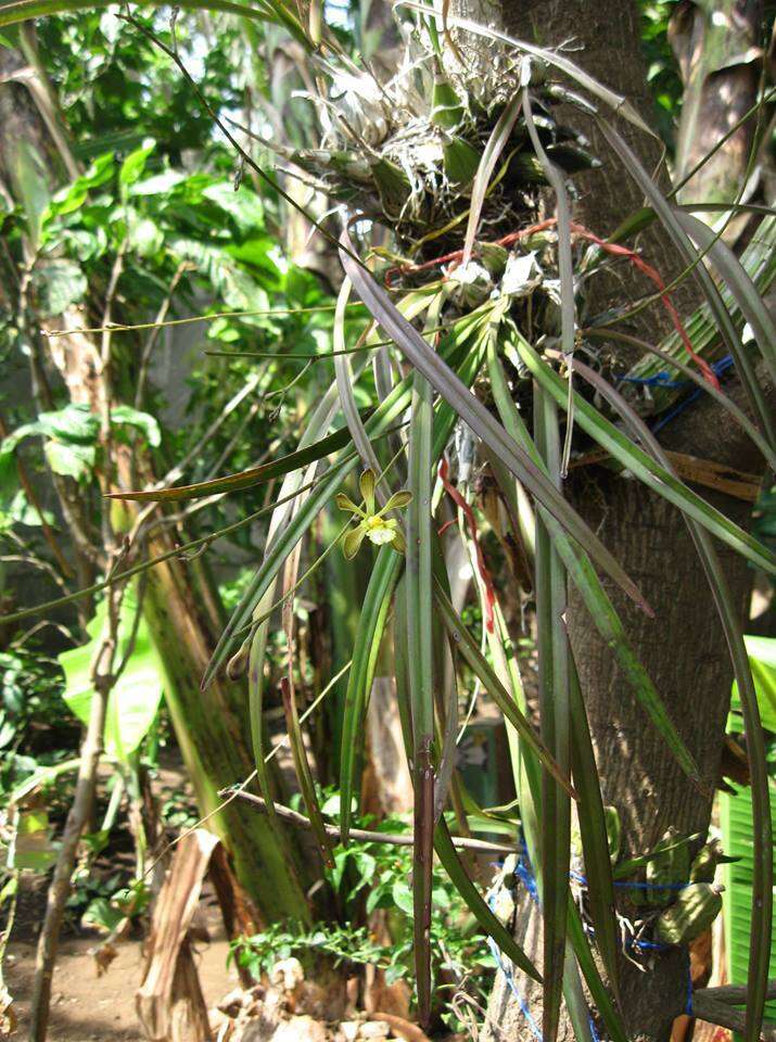 Plancia ëd Encyclia adenocarpa (Lex.) Schltr.