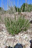 Image de Brickellia dentata (DC.) Sch. Bip.