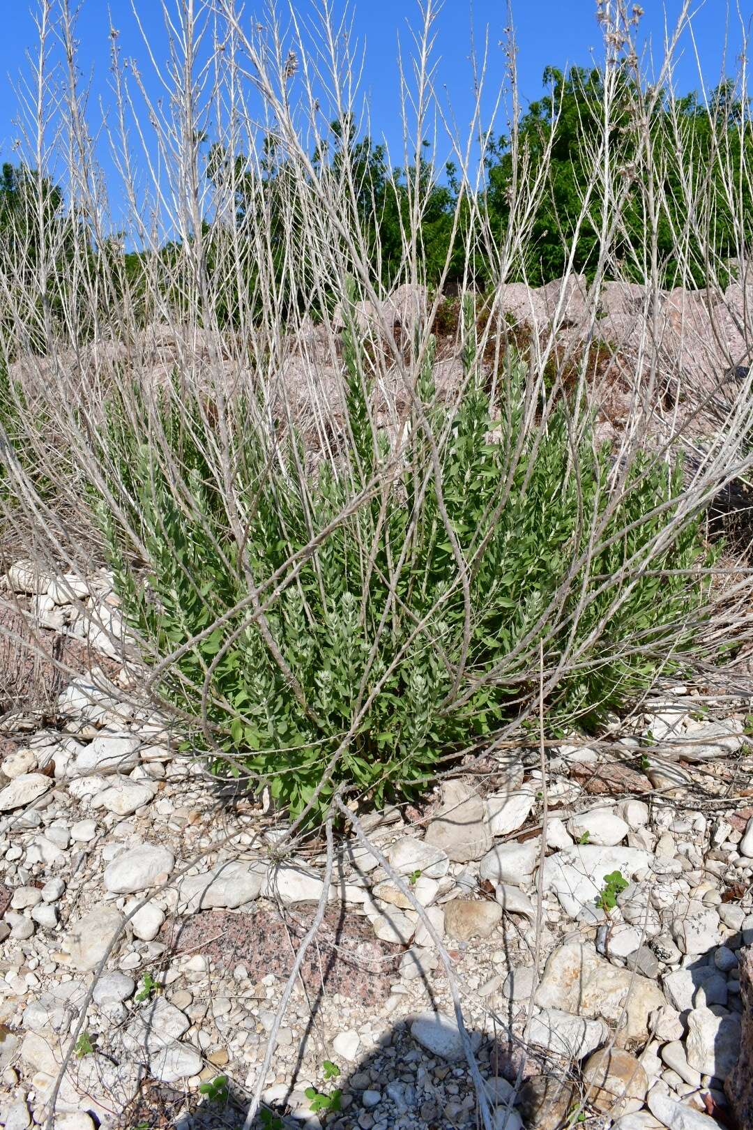 Image of leafy brickellbush