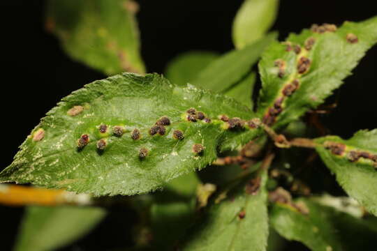 Image of <i>Eriophyes homophyllus</i>