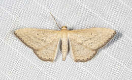 Image of Scopula oppilata Walker 1861