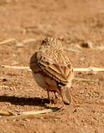 صورة Calendulauda africanoides africanoides (Smith & A 1836)