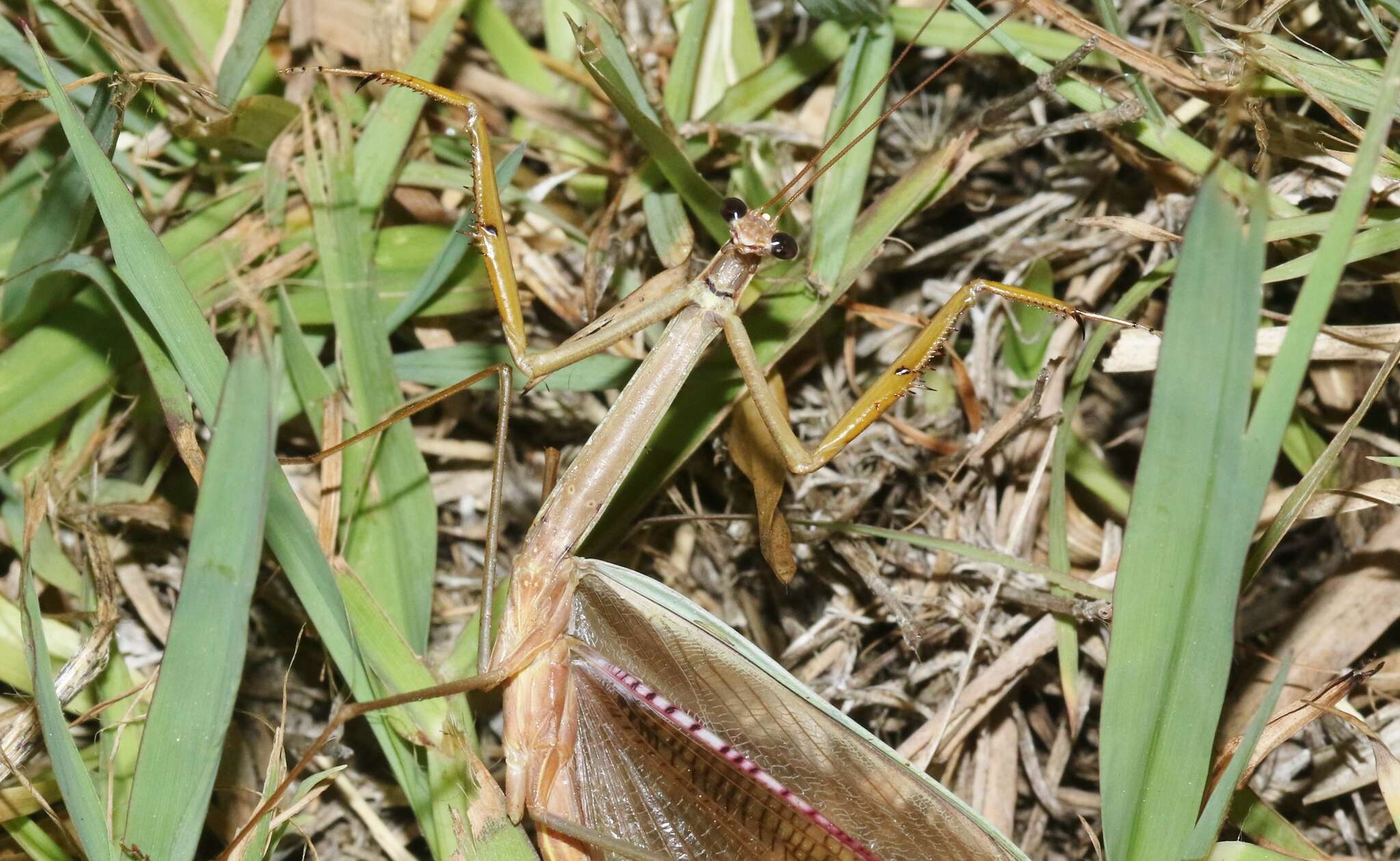 Image of Tenodera Burmeister 1838