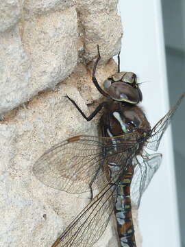 Image of California Darner