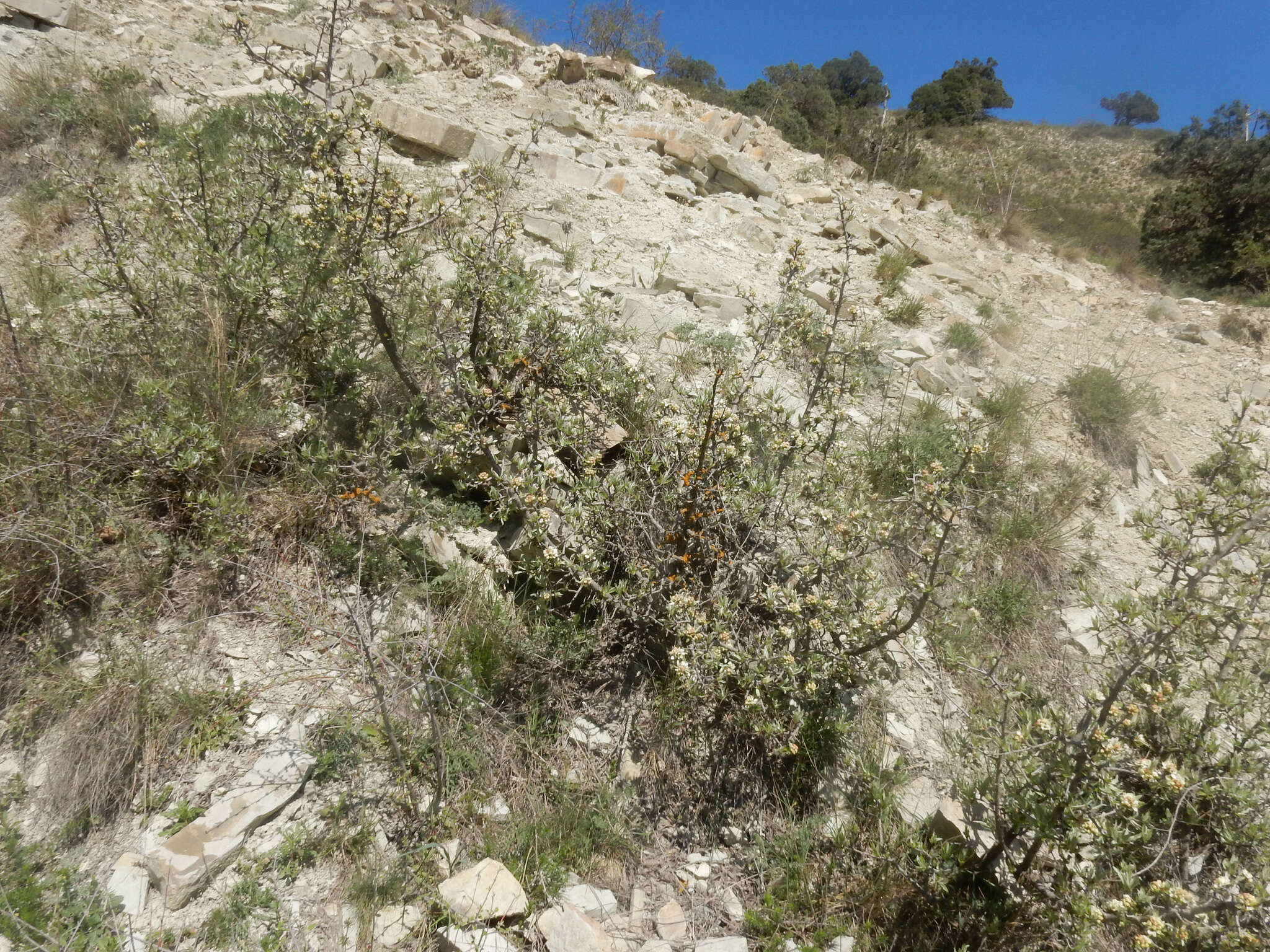 Plancia ëd Pyrus salicifolia Pall.