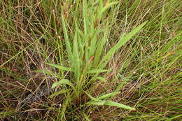 Image of seaside goldenrod