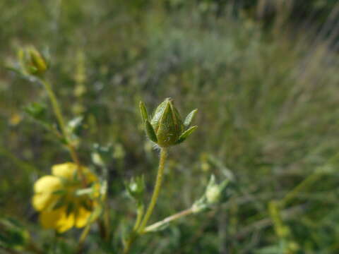 Image of Potentilla pedata Willd.