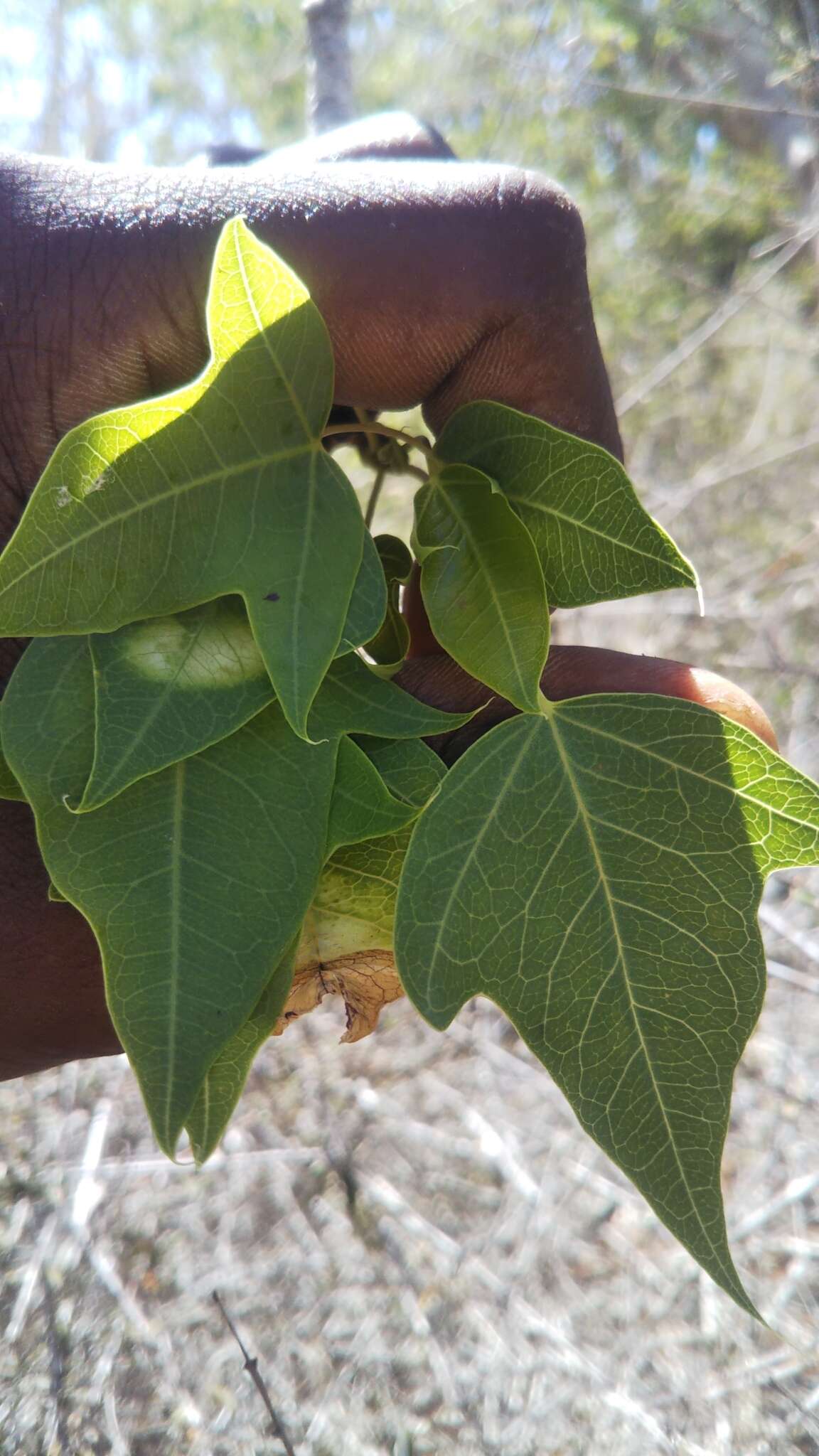 Image of Jatropha mahafalensis Jum. & H. Perrier