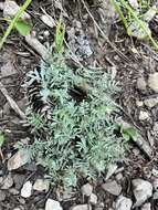 Image of Silver-Leaf Milk-Vetch